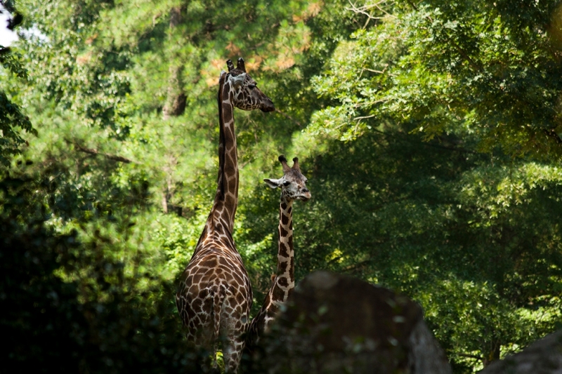 Giraffes, Giraffa camelopardalis