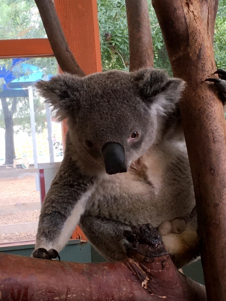 Koala, Phascolarctos cinereus