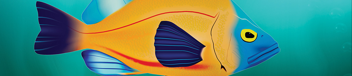 Digital Illustration Fish