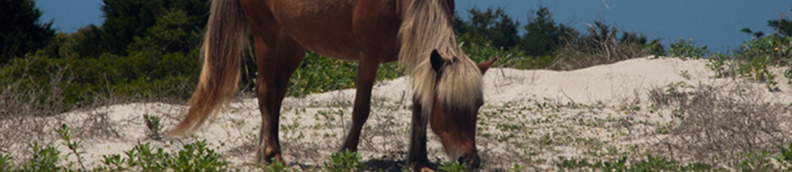 Shackleford Pony/Horse