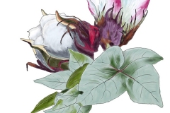 Cotton Plant