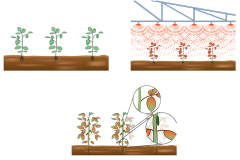 Insecticide application