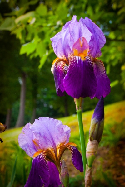 Violet Morning