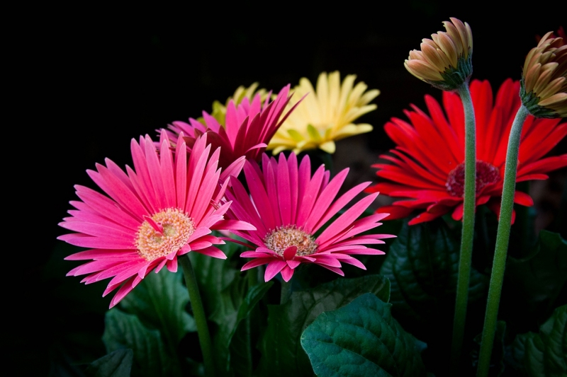 Gerbera Daisies