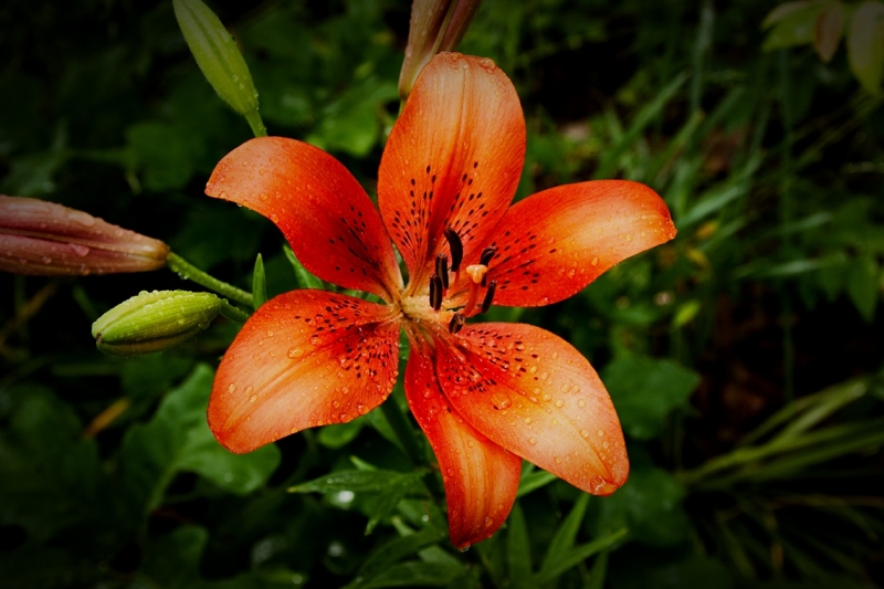 Lilly of Confidence, pride, and wealth