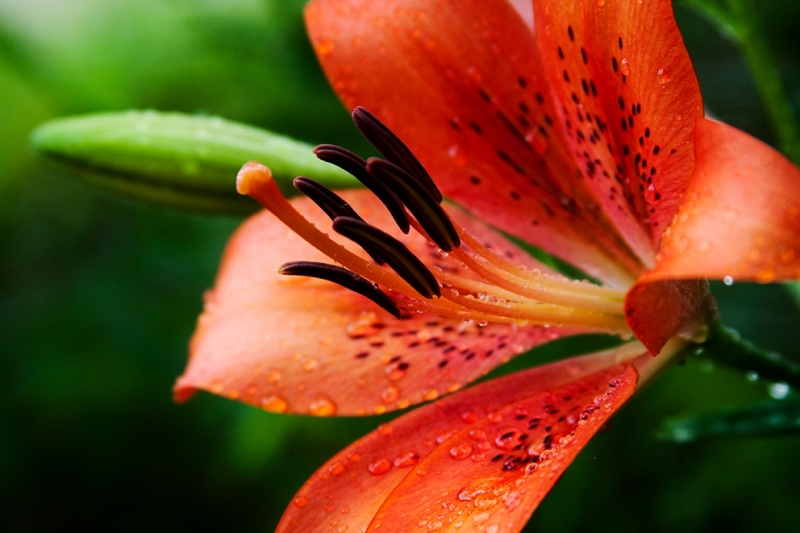 Morning Lilly