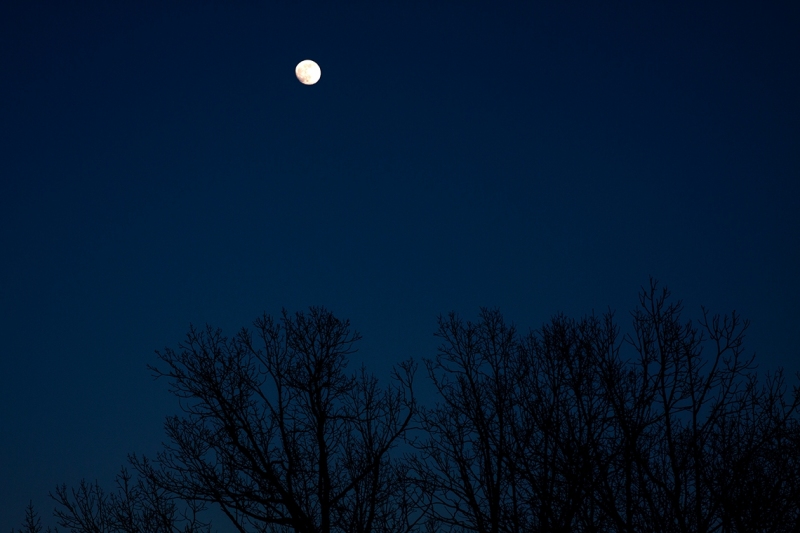 Forest Moon