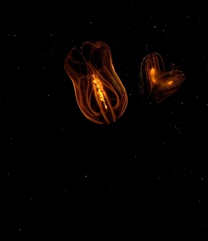 Aliens?