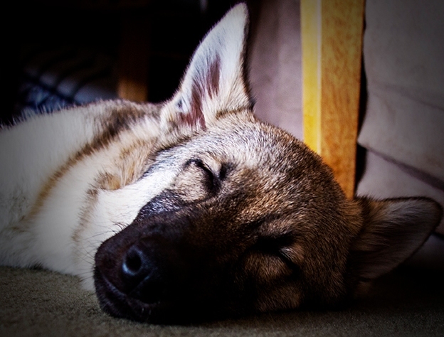 Arwen Sleeping