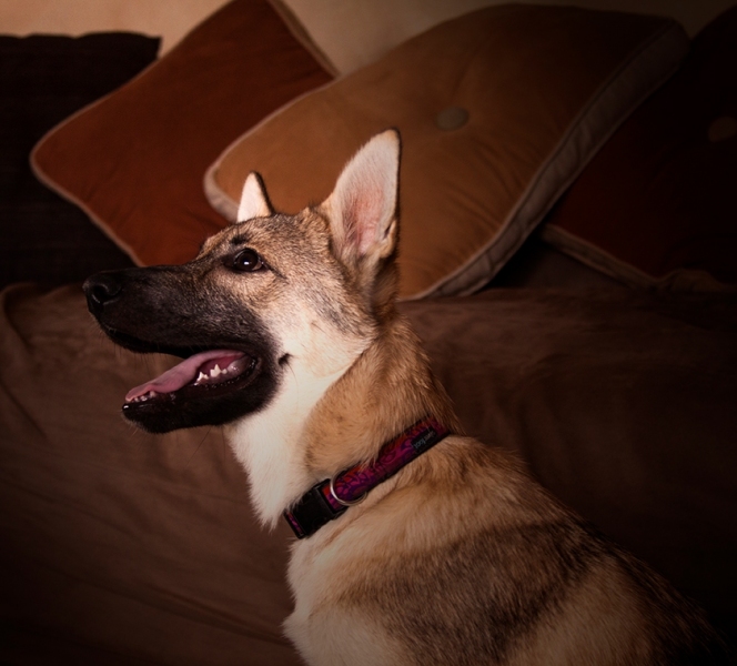 Arwen, Tamaskan puppy
