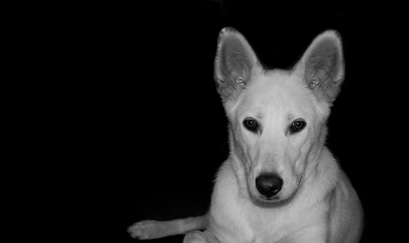 Diana 5