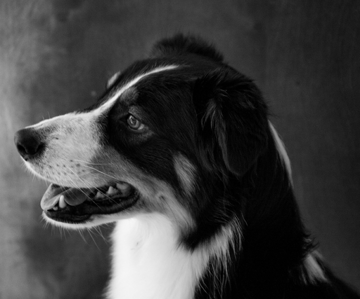 Handsome Havoc
