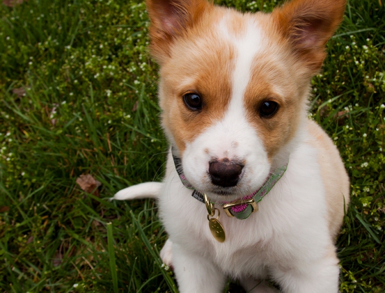PUPPY!