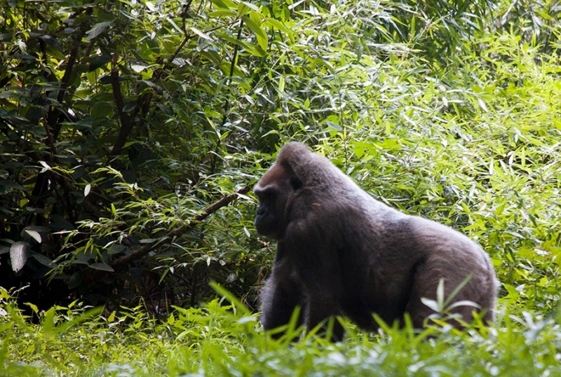 Gorilla, Gorilla beringei