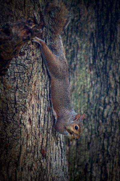 SQUIRREL!!