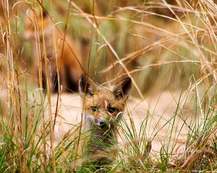Fox Kit
