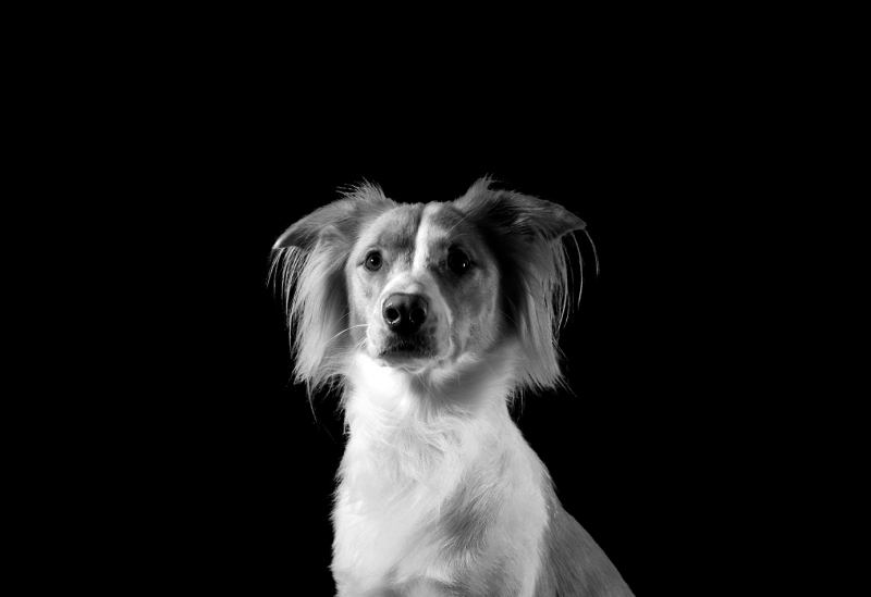 Regal