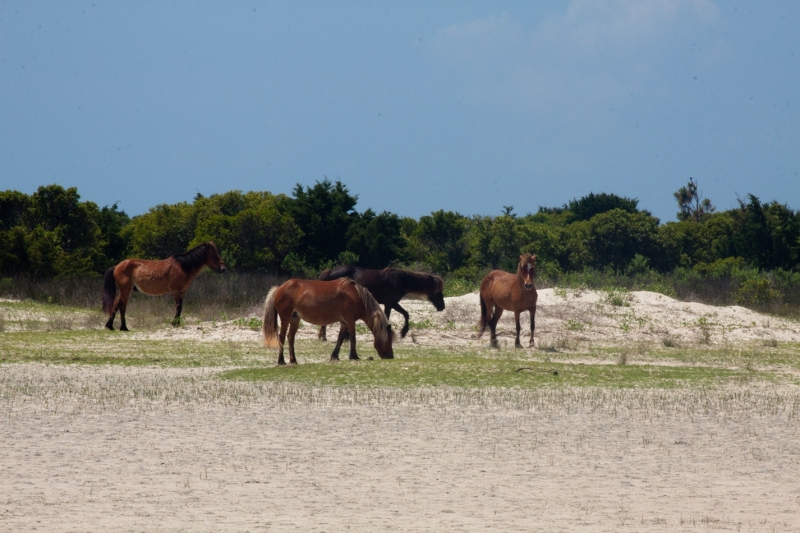 Shackleford ponies 1
