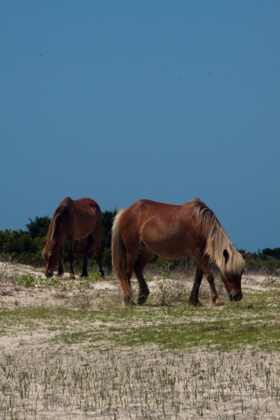 Shackleford ponies 2