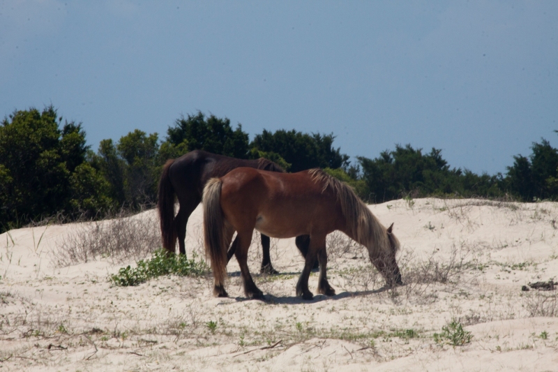 Shackleford ponies 3