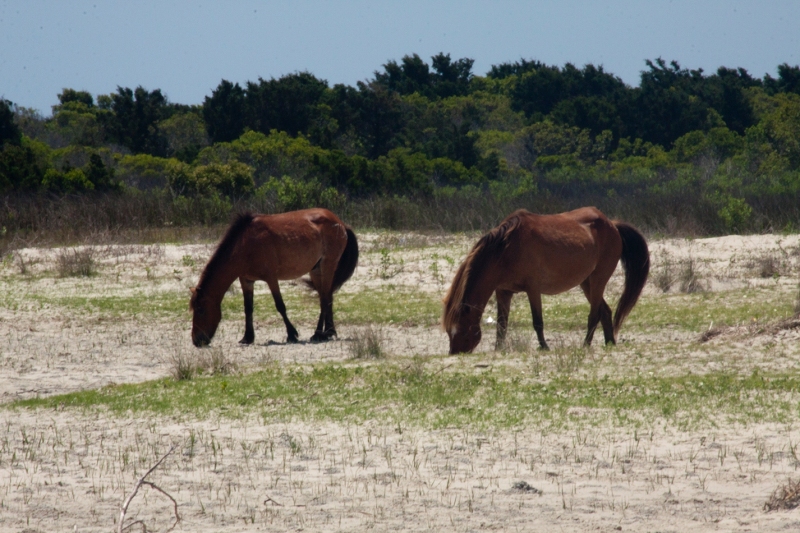 Shackleford ponies 4