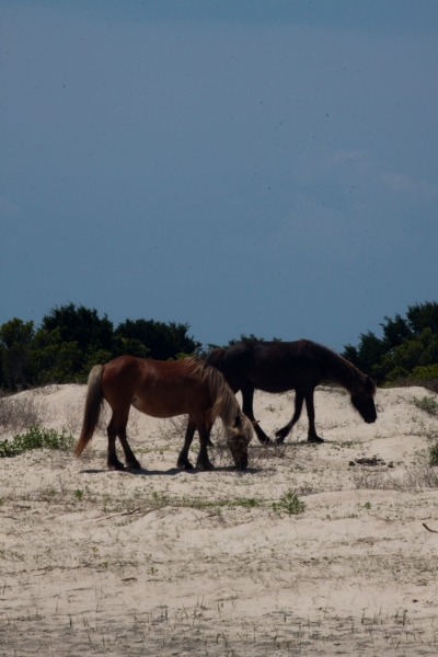 Shackleford ponies 5