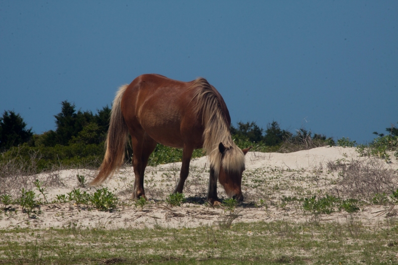 Shackleford Majestic