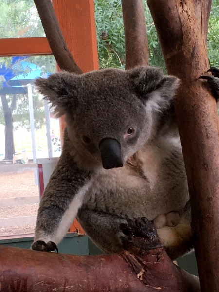 Koala, Phascolarctos cinereus